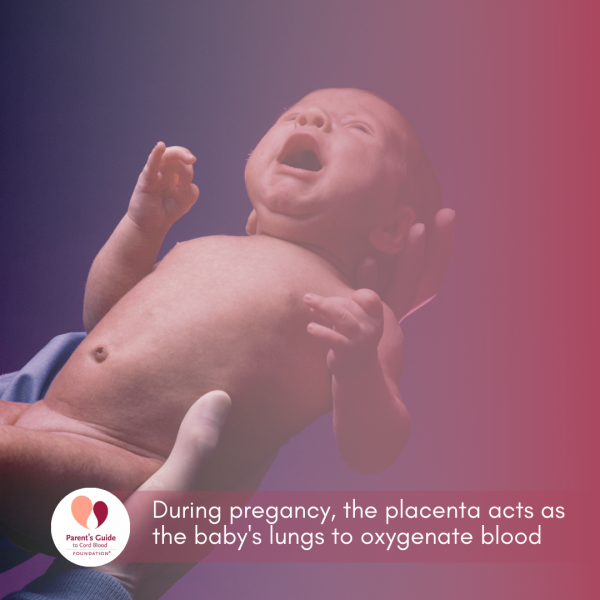 During pregancy, the placenta acts as the baby's lungs to oxygenate blood